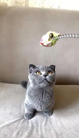 BSH British Shorthair Munchkin Gaelic