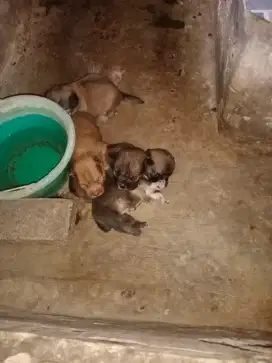 Dijual adopsi Anak anjing Silangan corgi pitkam