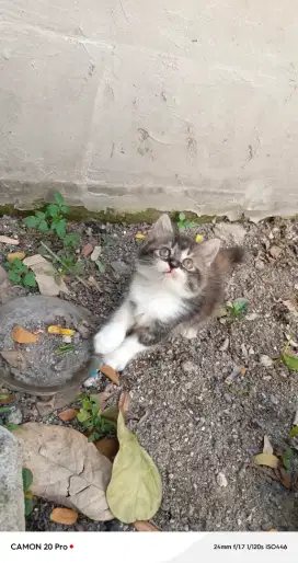 Kitten Persia Betina
