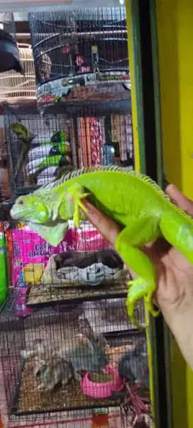 Iguana green Juve calon gagah