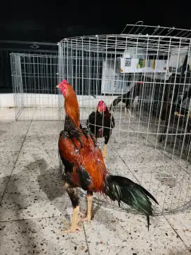 Ayam Pakoy x plaker brakot drumbend