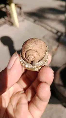 Batu fosil kolbuntet