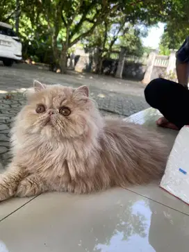 Open Adopsi Kucing Persia Peaknose Show Quality