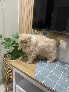 Open Adopsi Kucing Persia Peaknose Show Quality