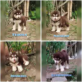 Red alaskan malamute puppy stambum