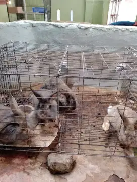 Kelinci lokal siapan
