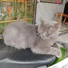 Kucing betina dewasa