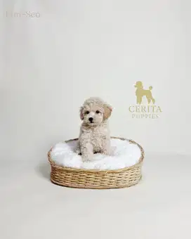Tiny Poodle Korean Look Stambum Microchip & Vaksin (Eun-Seo)