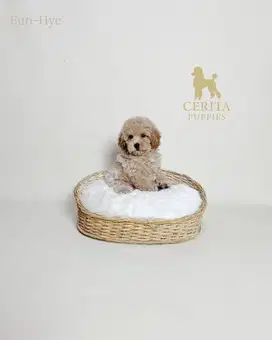 Tiny Poodle Korean Look Stambum Microchip & Vaksin Bagus (Eun-Hye)