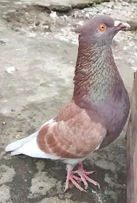Burung Dara giring bahan buat maen kolongan