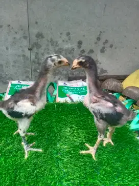 Ayam Bangkok/ ayam Ganoy kaki gunung Vietnam import