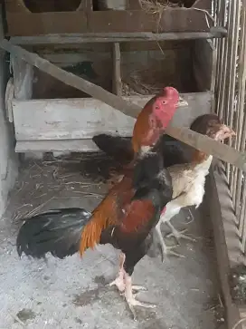 Ayam bangkok ss selatan