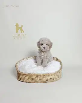 Tiny Poodle Korean Look Stambum Microchip & Vaksin Bagus (Eun-Woo)