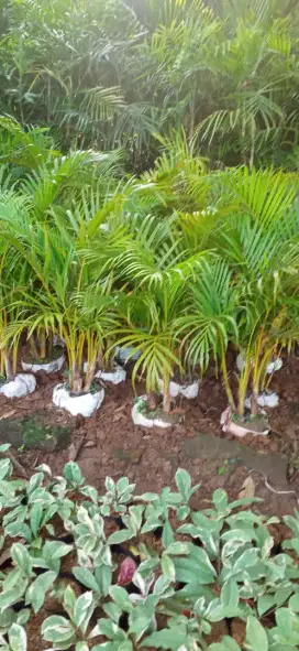 tukang pohon palem kuning