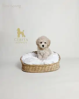 Tiny Poodle Korean Look Stambum Microchip & Vaksin Bagus (Eun-Seong)