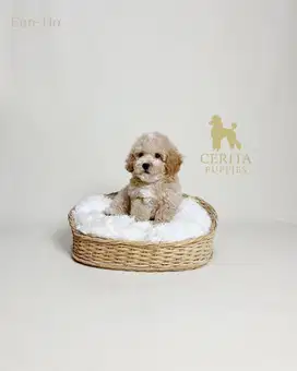 Tiny Poodle Korean Look Stambum Microchip & Vaksin Bagus (Eun-Ho)