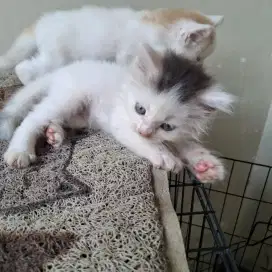 Kucing persia bulu kapas jantan