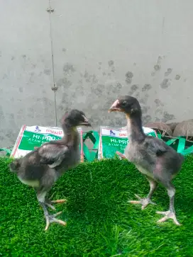 Ayam Bangkok/ayam pakoy manideng petarung/ayam BLACK BULL
