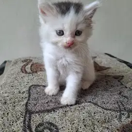Anak kucing PERSIA bulu kapas putih hitam