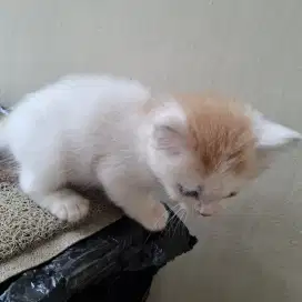 Anak kucing persia bulu kapas