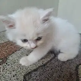 Anak kucing persia middle bulu kapas