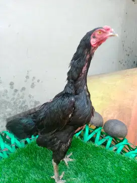 Ayam Bangkok/betina/babon/indukan/biang pakoy manideng MIX BLACK BULL