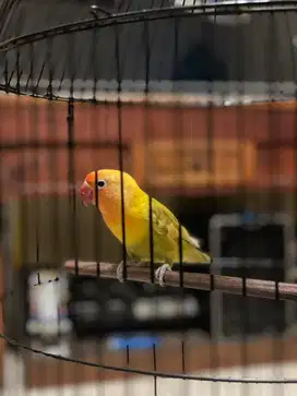 Lovebird paskun dan sangkar baru