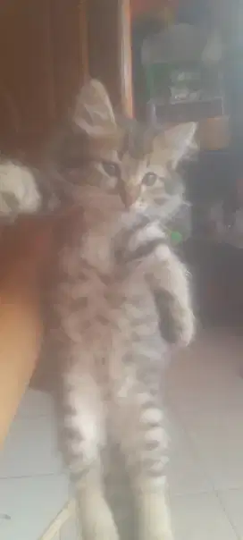 Persia kitten jantan