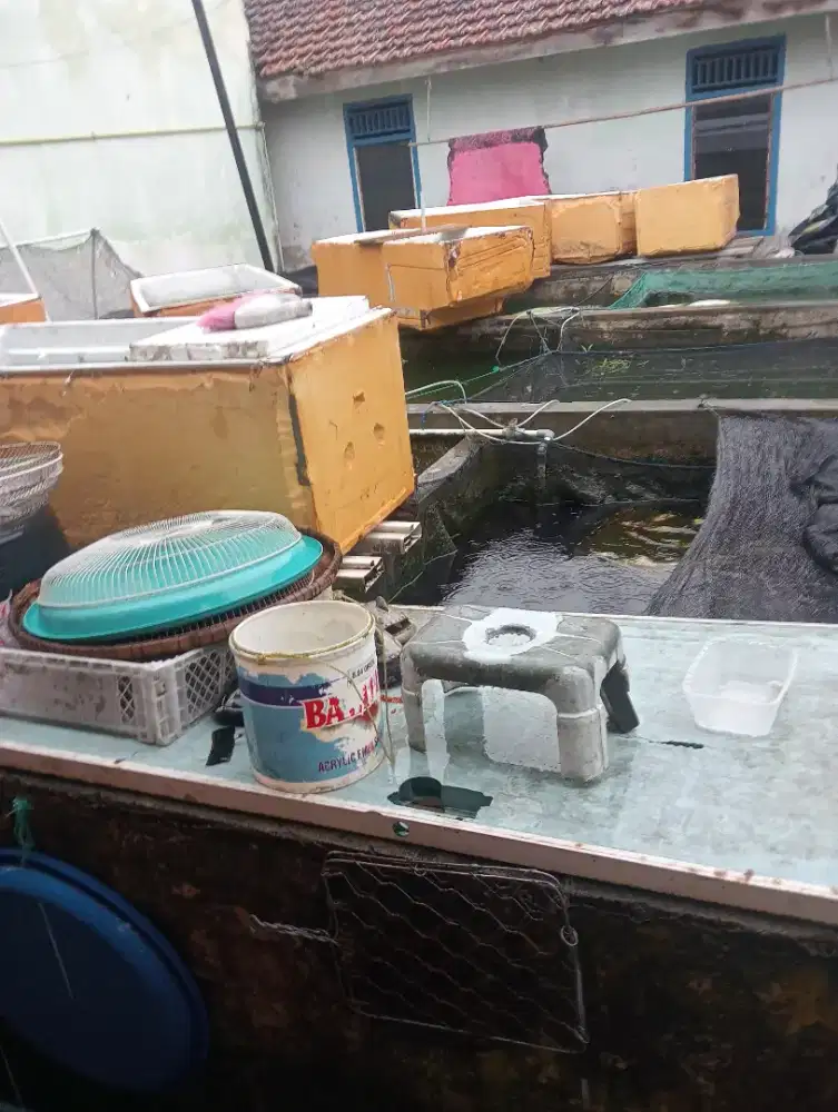 Bibit ikan gurame soang