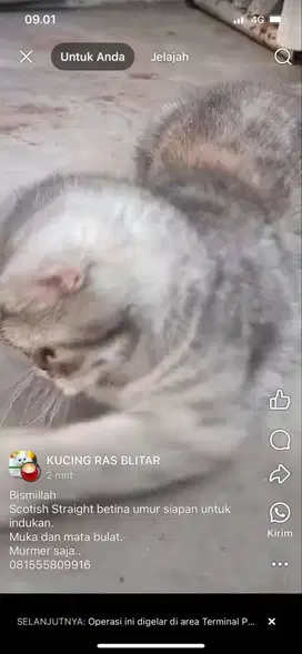 White solid+induknya dan Silver Tabby.