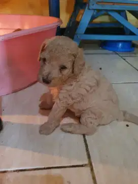 3 poodle semua sehat,