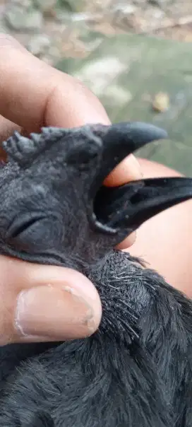 Ayam cemani betina lidah hitam