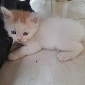 Anak Kucing Persia Bulu Kapas putih orange