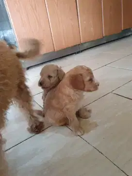 Semua 3 ekor poodle