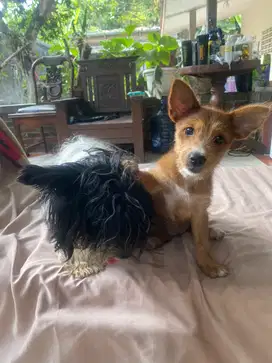 Dijual betina anakan yorkshire terrier ( yorkie )