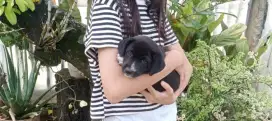 Dijual Anak Anjing Mix Rottweiler