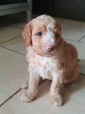 3 poodle borongan