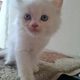 Anak Kucing PERSIA bulu kapas