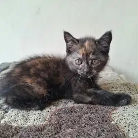 Anak Kucing keturunan Persia bulu pendek lebat