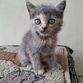 Anak Kucing keturunan persia bulu pendek lebat Abu-abu