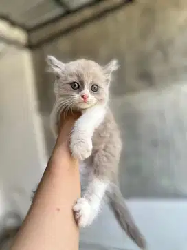 Kitten Ragdoll nonped