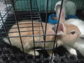 kelinci lokal dan kandang