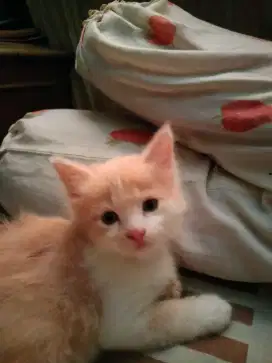 Persia medium kitten