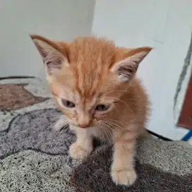 Anak kucing keturunan persia bulu pendek orange