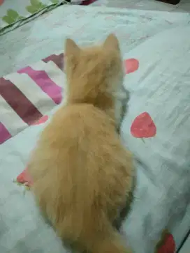 Kitten Persia medium