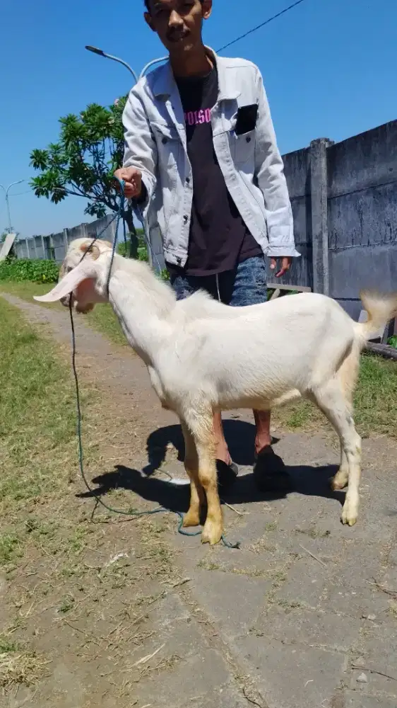Kambing aqiqah murah