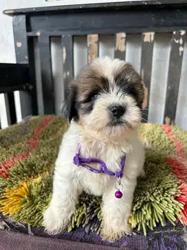 JUAL ANAK ANJING SHIH TZU SHINTZU