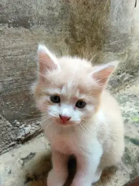 Persia medium kitten