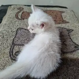 Anak kucing keturunan persia Bulu Pendek putih polos