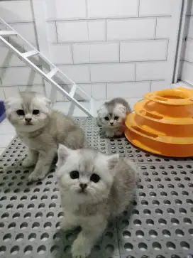 munchkin scottish fold kitten jantan betina anak import